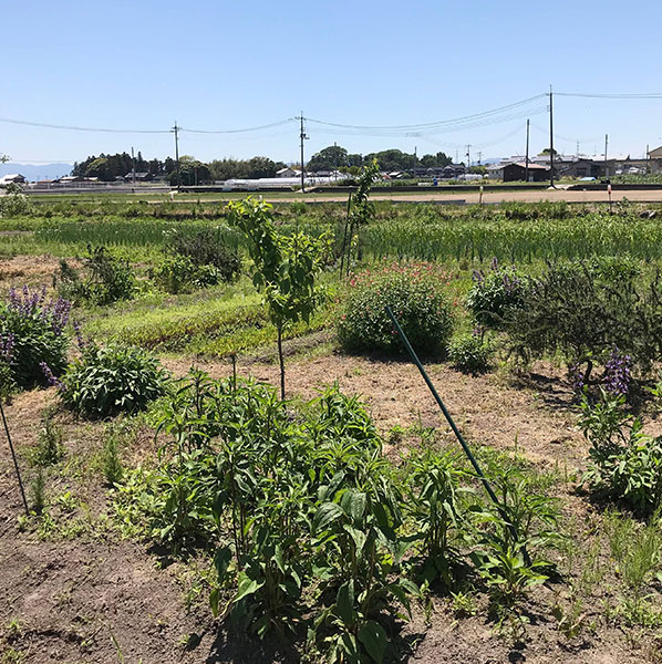 楽笑農園カームガーデン,自然栽培,沿革