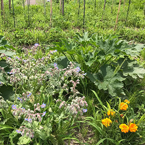 楽笑農園カームガーデン,自然栽培,カームガーデンとは
