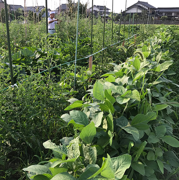 楽笑農園カームガーデン,自然栽培,鳥取,トゥルシ,ホーリーバジル