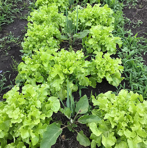 楽笑農園カームガーデン,自然栽培,鳥取,トゥルシ,ホーリーバジル