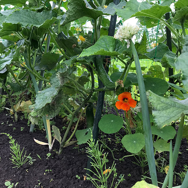 楽笑農園カームガーデン,自然栽培,鳥取,トゥルシ,ホーリーバジル