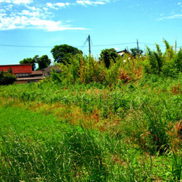 楽笑農園カームガーデン,自然栽培,鳥取,トゥルシ,ホーリーバジル