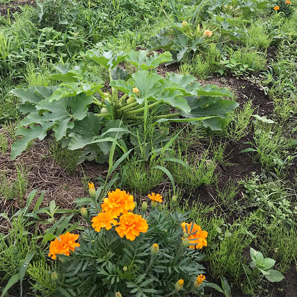 楽笑農園カームガーデン,自然栽培,鳥取,トゥルシ,ホーリーバジル,自然栽培について