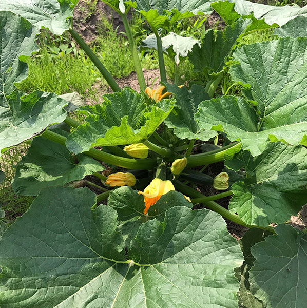 楽笑農園カームガーデン,自然栽培,鳥取,トゥルシ,ホーリーバジル