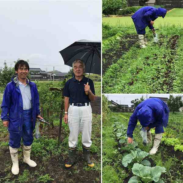 楽笑農園カームガーデン,自然栽培,鳥取,トゥルシ,ホーリーバジル