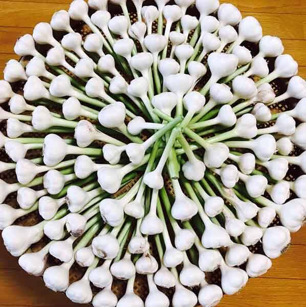 楽笑農園カームガーデン,自然栽培,野菜,農園直送,鳥取