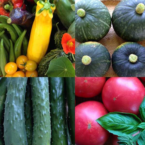 楽笑農園カームガーデン,自然栽培,野菜,ホーリーバジル,鳥取