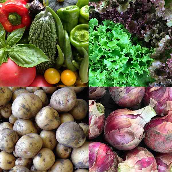 楽笑農園カームガーデン,自然栽培,野菜,ホーリーバジル,鳥取