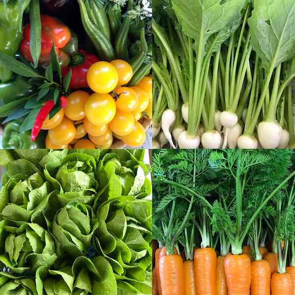 楽笑農園カームガーデン,自然栽培,野菜,ホーリーバジル,鳥取