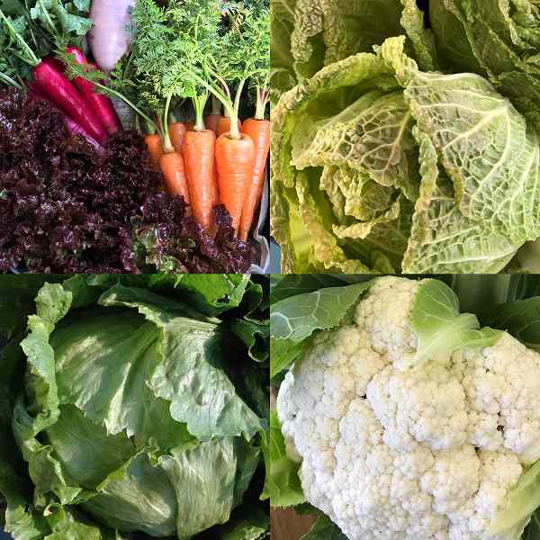 楽笑農園カームガーデン,自然栽培,鳥取,トゥルシ,ホーリーバジル