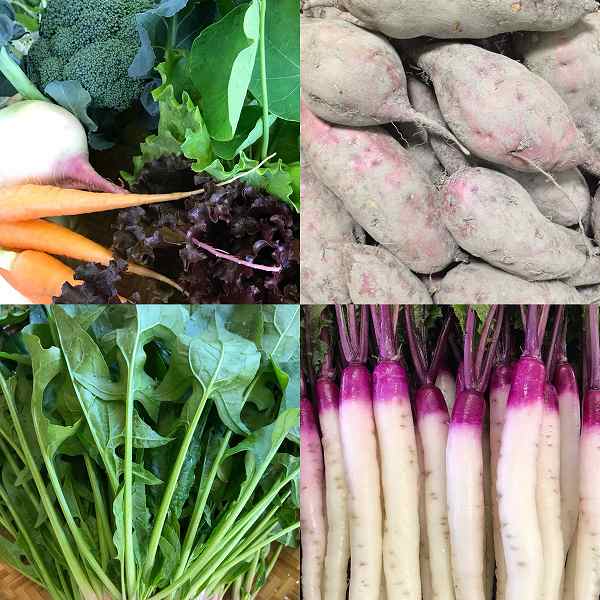 楽笑農園カームガーデン,自然栽培,鳥取,トゥルシ,ホーリーバジル