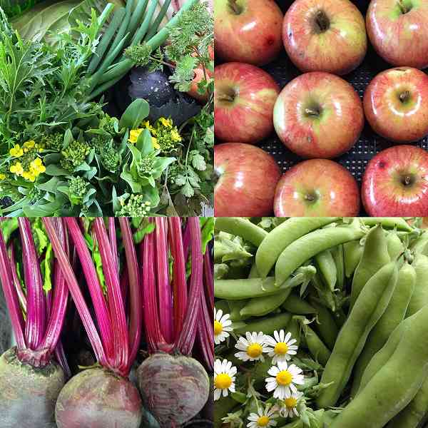 楽笑農園カームガーデン,自然栽培,鳥取,トゥルシ,ホーリーバジル